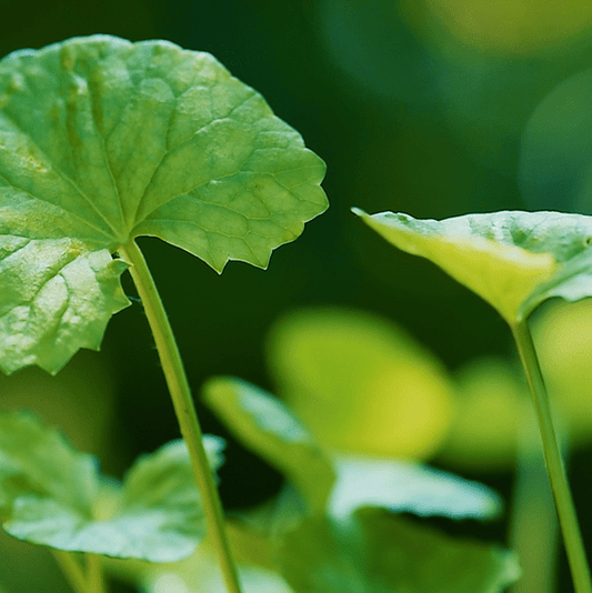 The Power of Centella Asiatica: Why a Giant Strain Could Be Your Skin’s Secret Weapon - RIMAN KBeauty